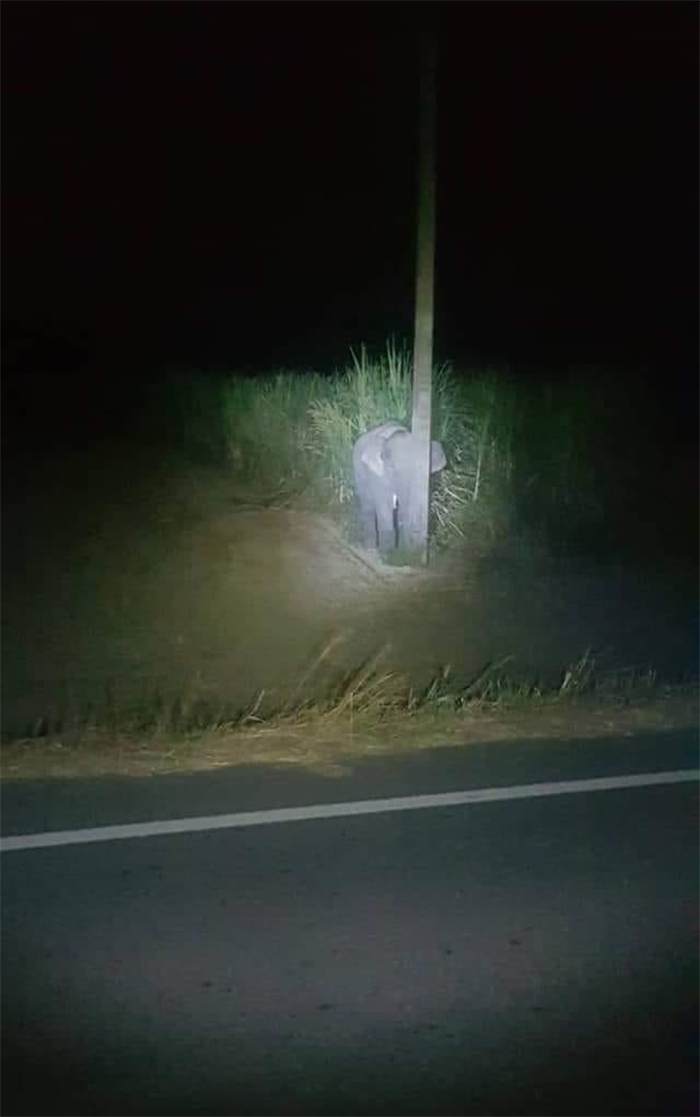 baby elephant hides behind a pole
