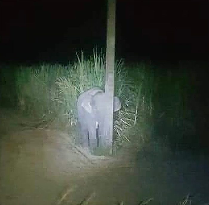 baby elephant steals sugarcane and hides