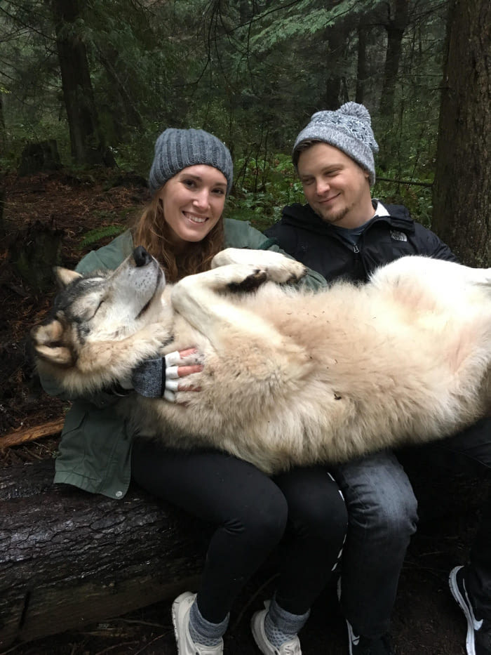 big siberian husky lying on the laps of a man and a woman
