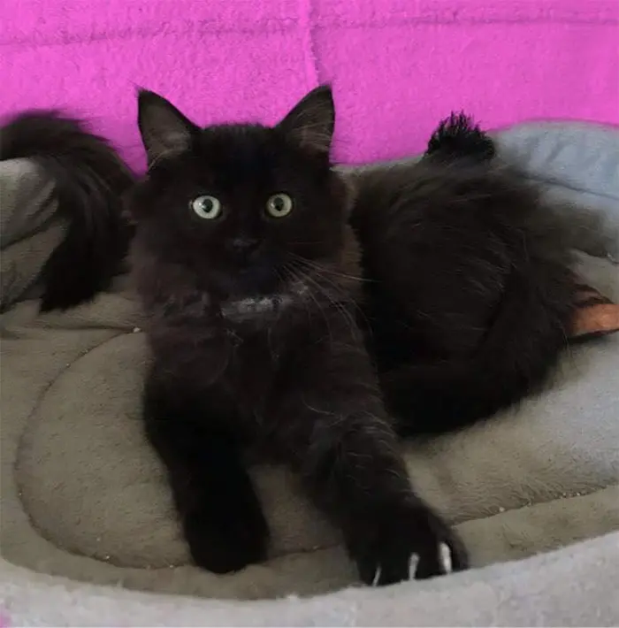 black kitten up for adoption tynie