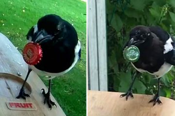 bottle cap bird feeder