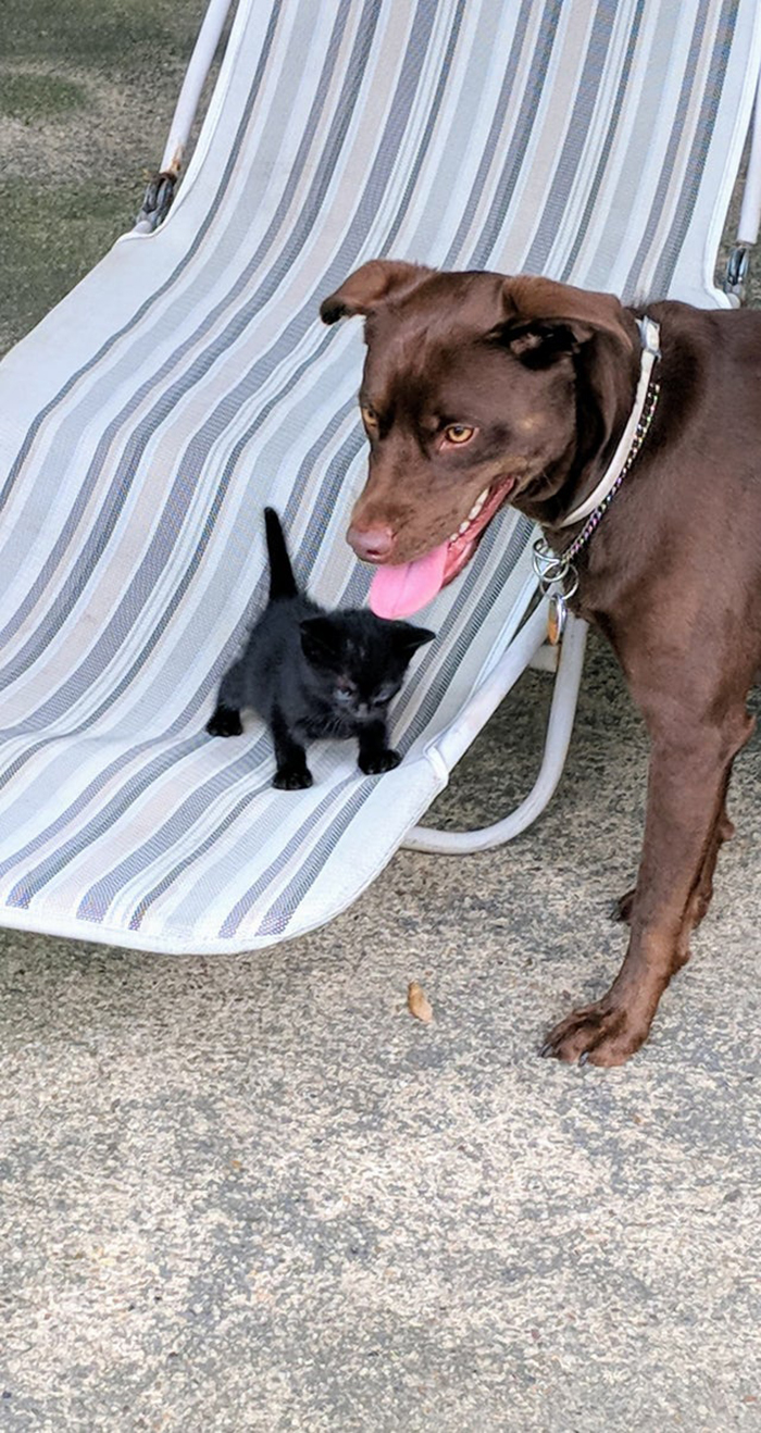 brown dog and a black kitten