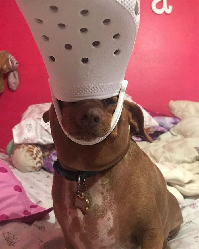 30 Cats And Dogs Who Look Like The Pope With Their Slipper Hats