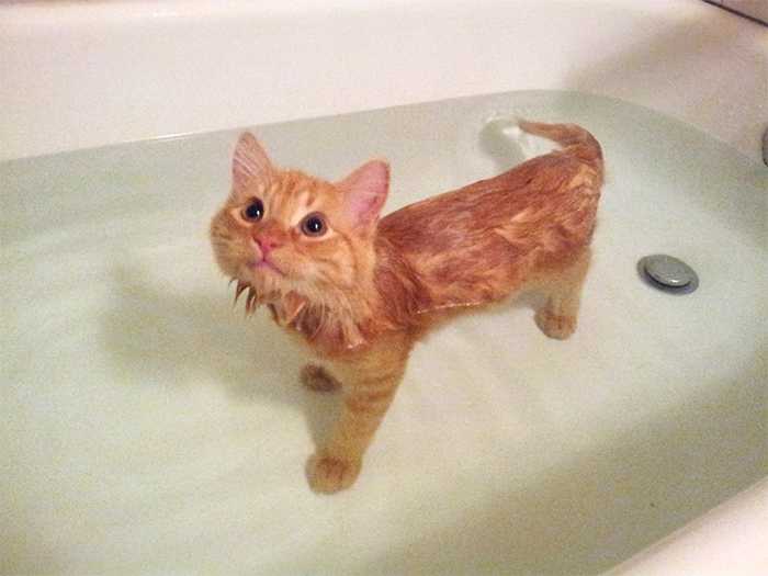 cat loves to bath
