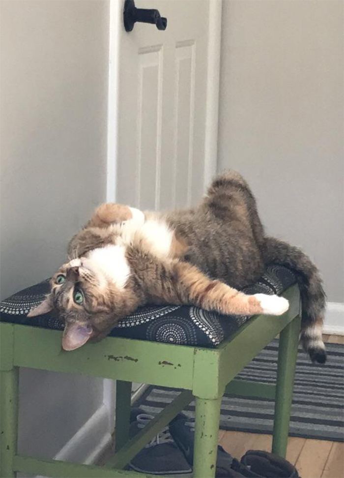cat posing like a model