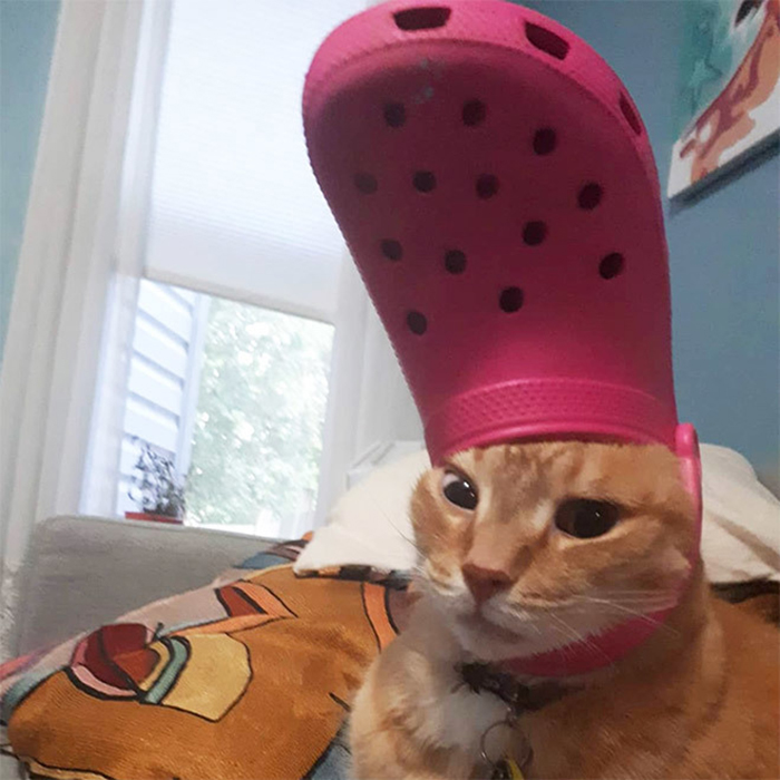 cat wearing a pink croc hat