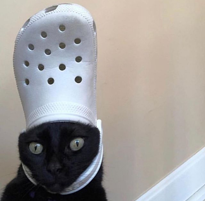 cat wearing a white croc hat