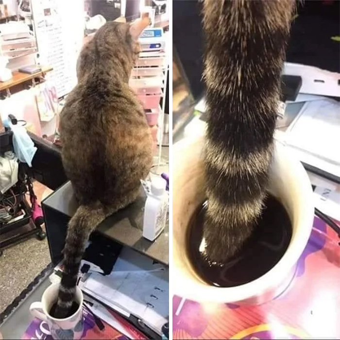 cats being jerks dips tail in coffee
