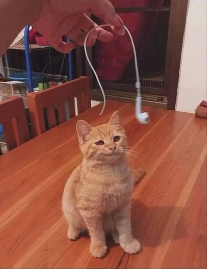 cats being jerks earphone destroyer