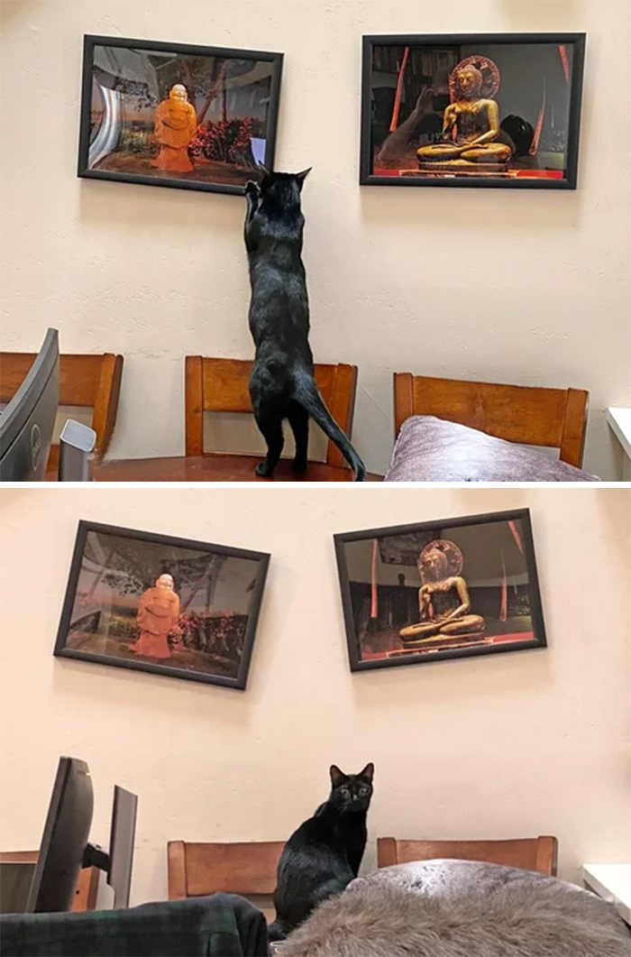 cats being jerks fixes picture frames