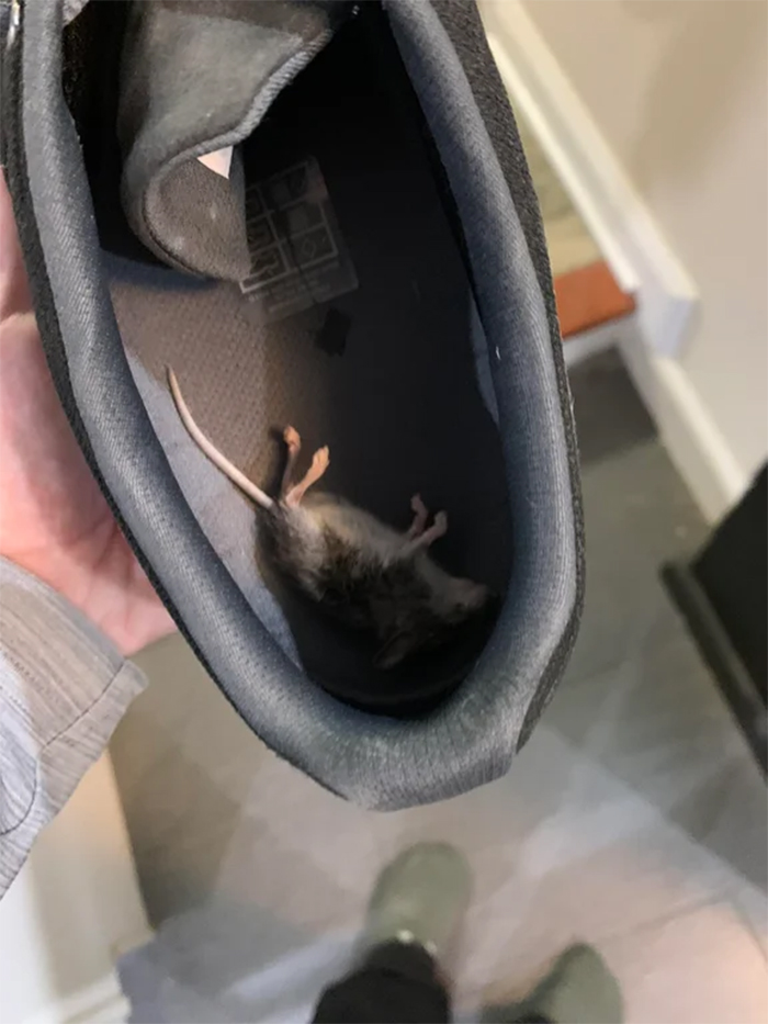 cats being jerks leaves mouse in shoe