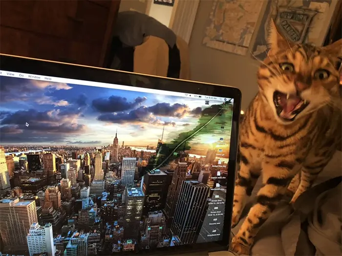 cats being jerks macbook destroyer