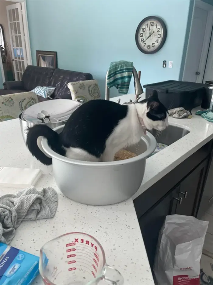 cats being jerks peed on uncooked rice