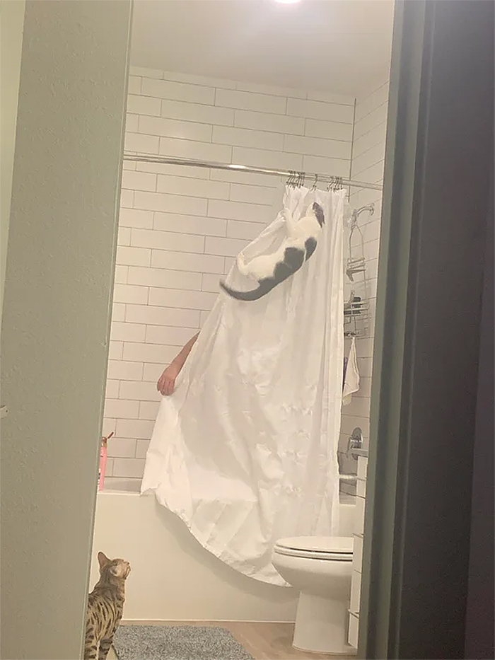cats being jerks shower curtain