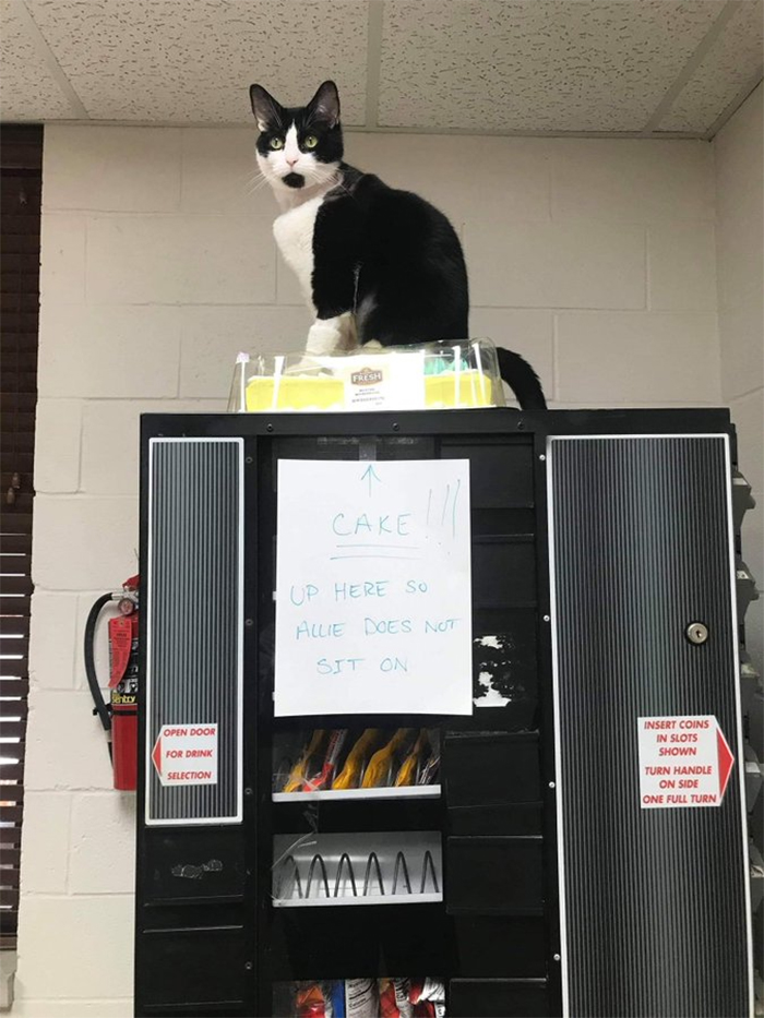 cats being jerks sitting on cake