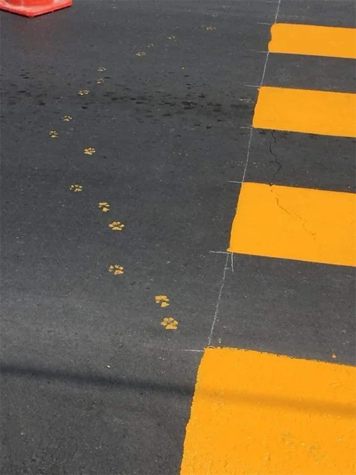 cats being jerks street vandalism