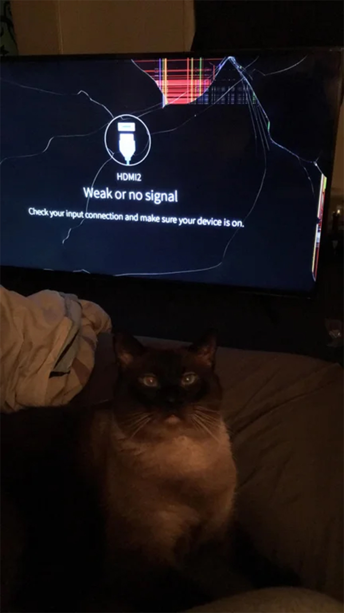 cats being jerks tv destroyer