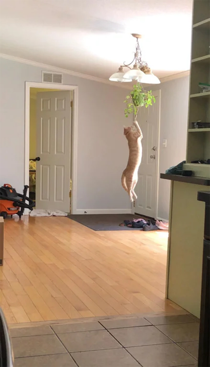 cats destroying chandelier and hanging plants