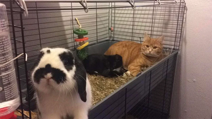 cats invade bunny cage