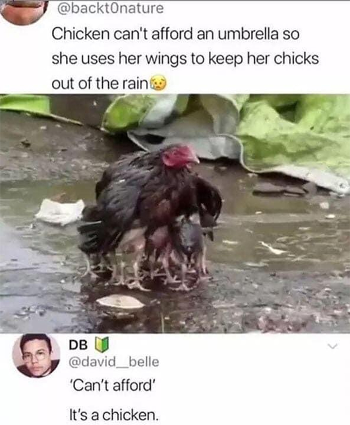 chicken cannot afford an umbrella