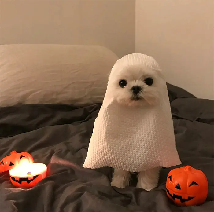 cute dog dressed up as ghost