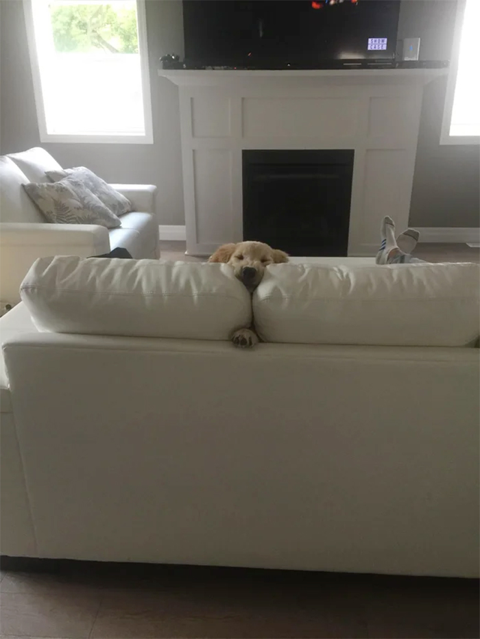 dog hiding in sofa