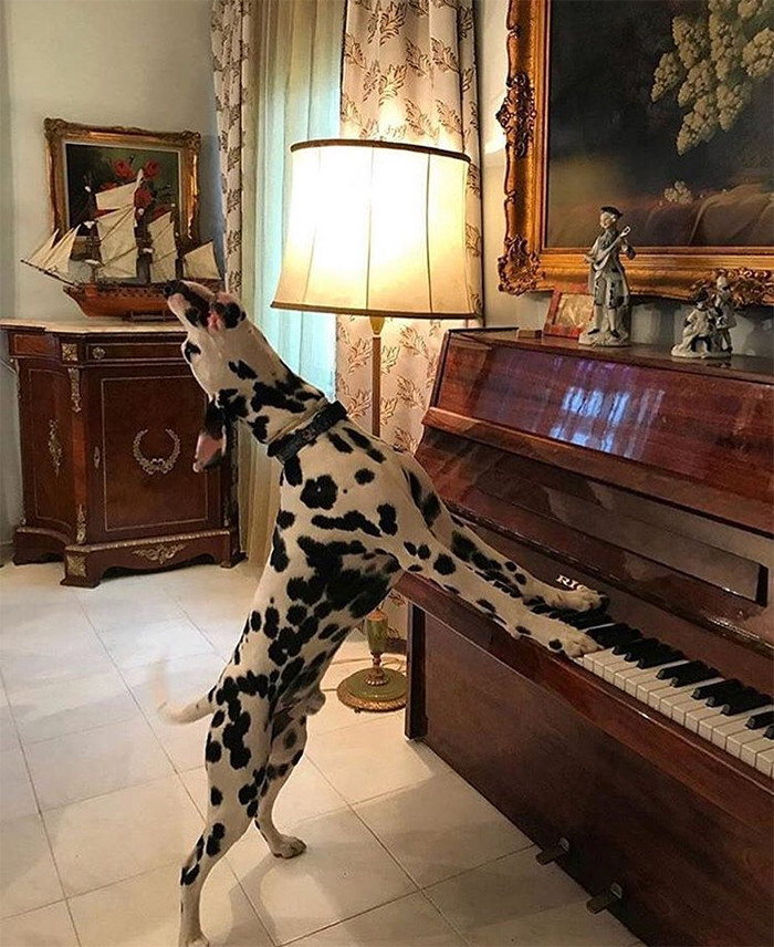 dog singing and playing piano
