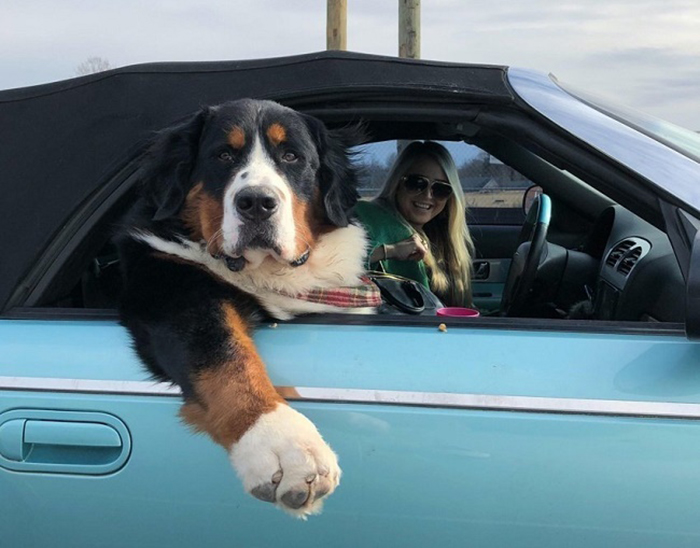 dog sitting on the front passenger seat of a car