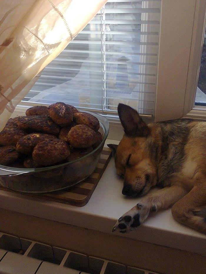dog sleeping beside a bowl of cutlets