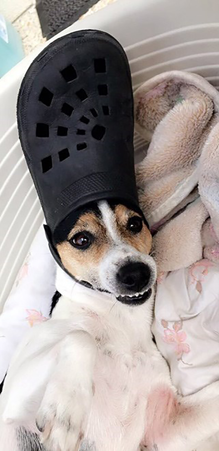 dog wearing a black croc hat