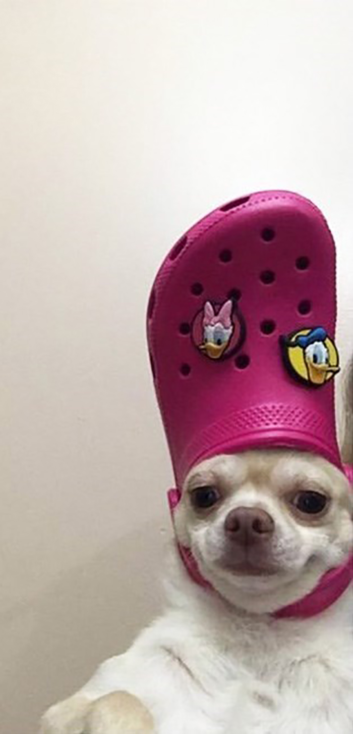 dog wearing a pink croc hat