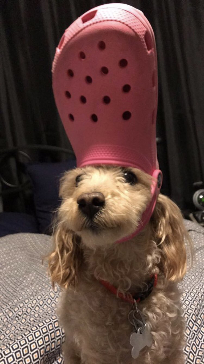 dog wearing a red croc hat