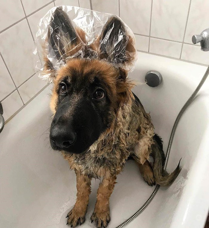 dog wearing a shower cap while sitting on the tub