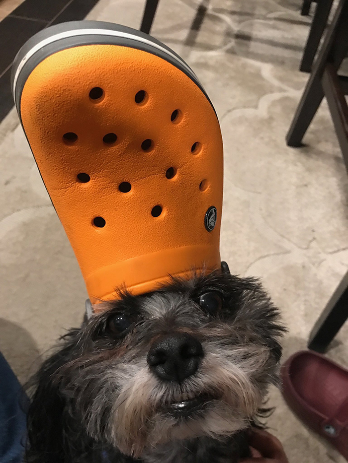 dog wearing an orange croc hat