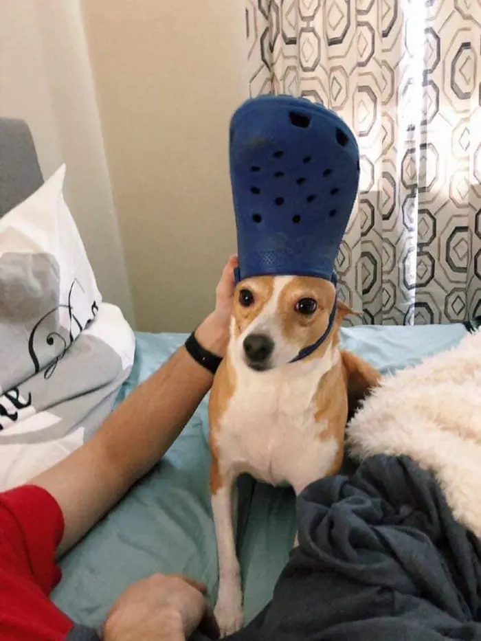 pet with a blue croc hat