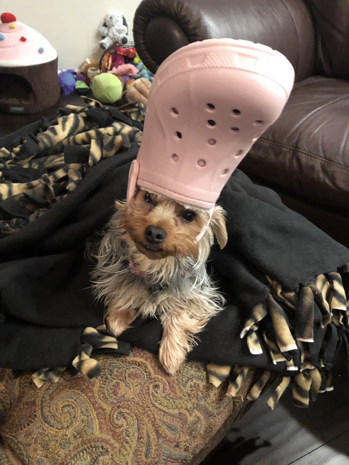 dog with a pink croc hat