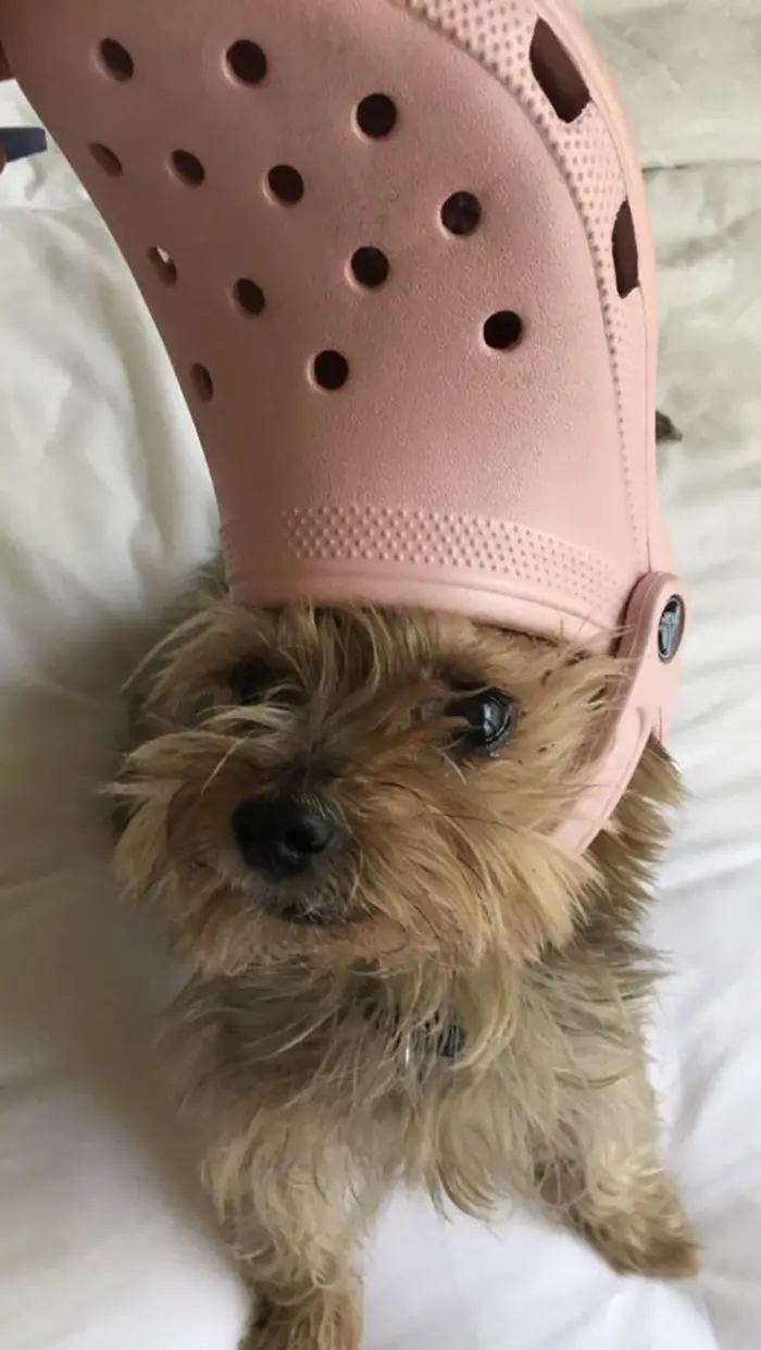 dog with a pink croc on head