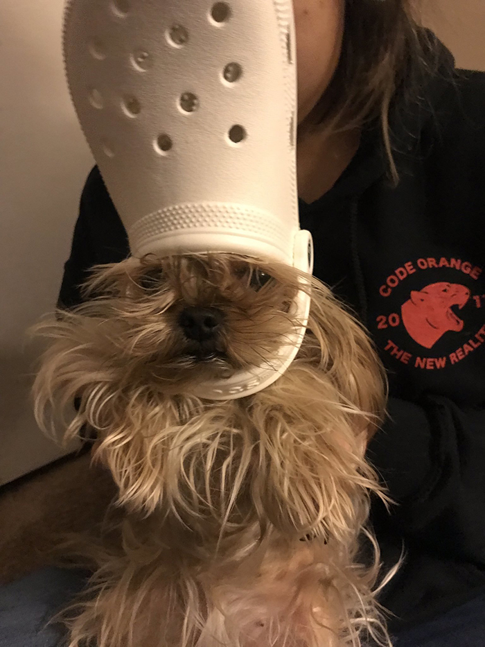 dog with a white croc hat