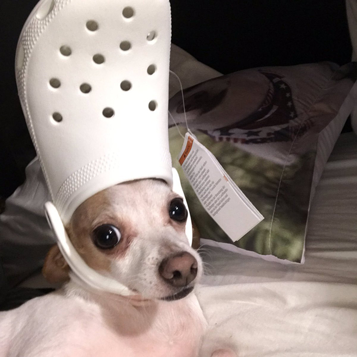 Puppy with a white croc on head