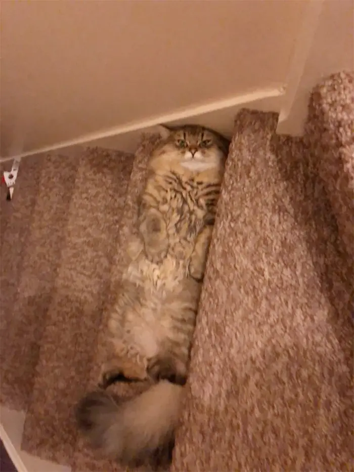 fluffy kitty lying on steps