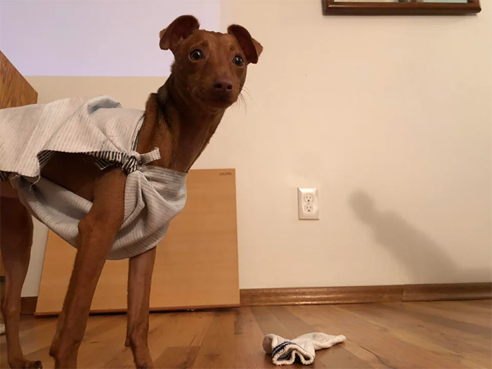 funny dog cosplay dobby harry potter