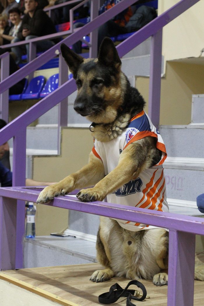 german shepherd wearing a basketball jersey shirt