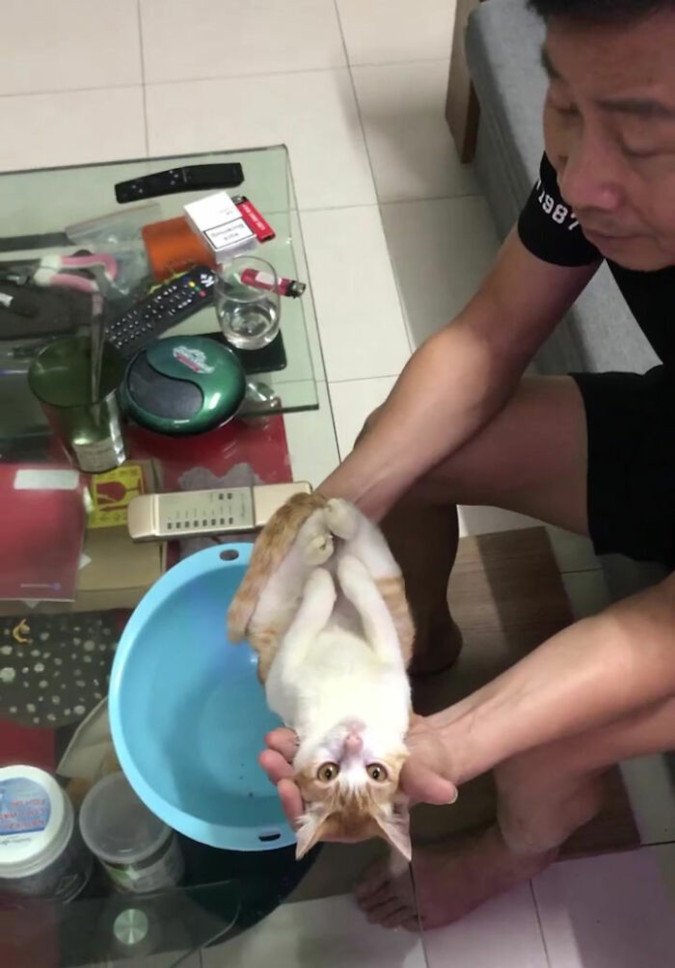 grandfather-to-be teaches his son how to bathe a newborn baby using their pet cat