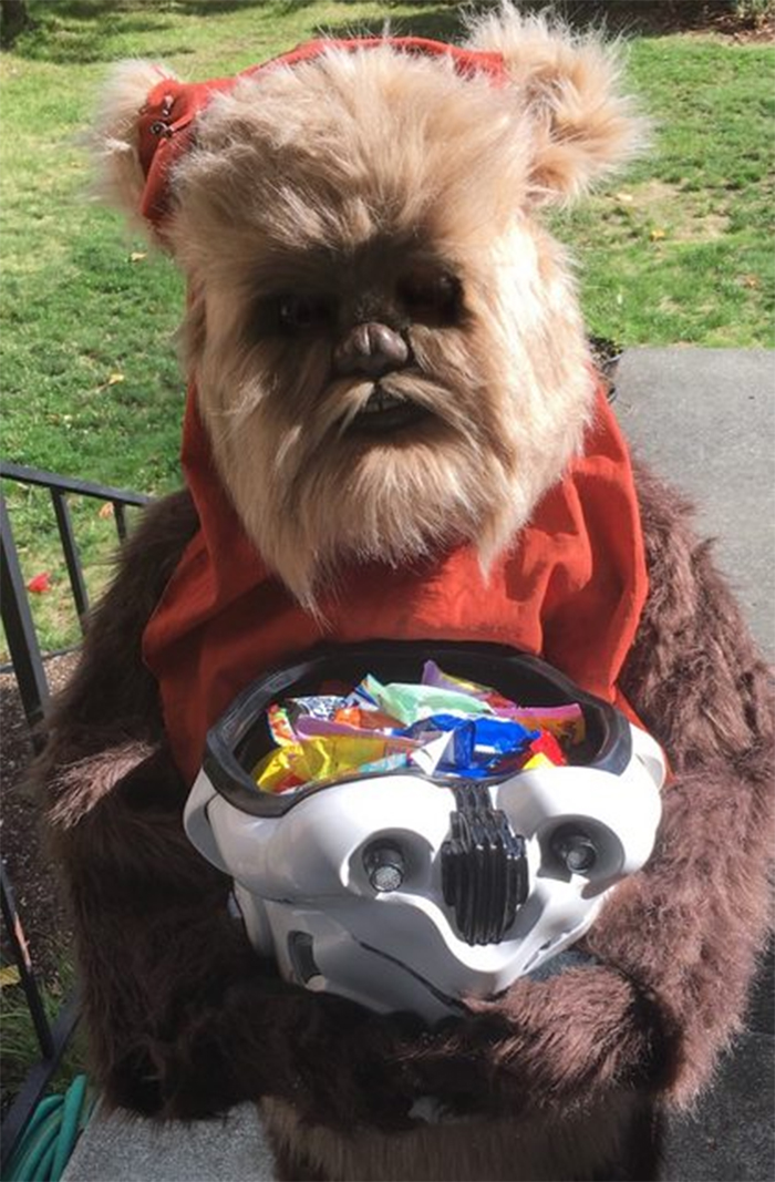 halloween costume ideas ewok star wars