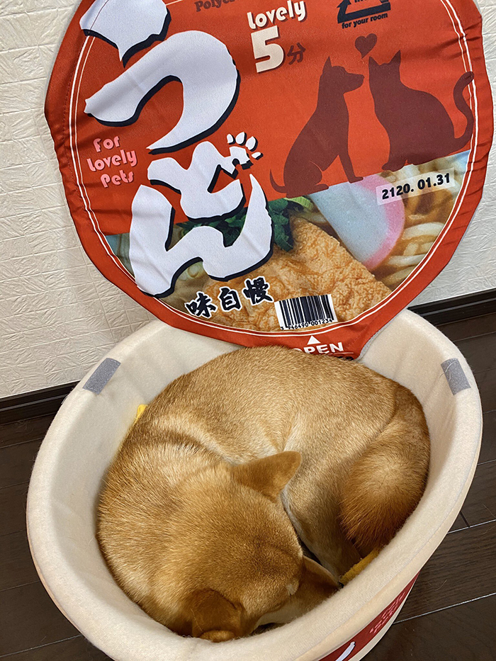 instant ramen bowl bed for dogs