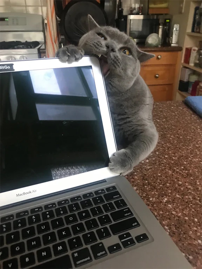 kitty bites laptop