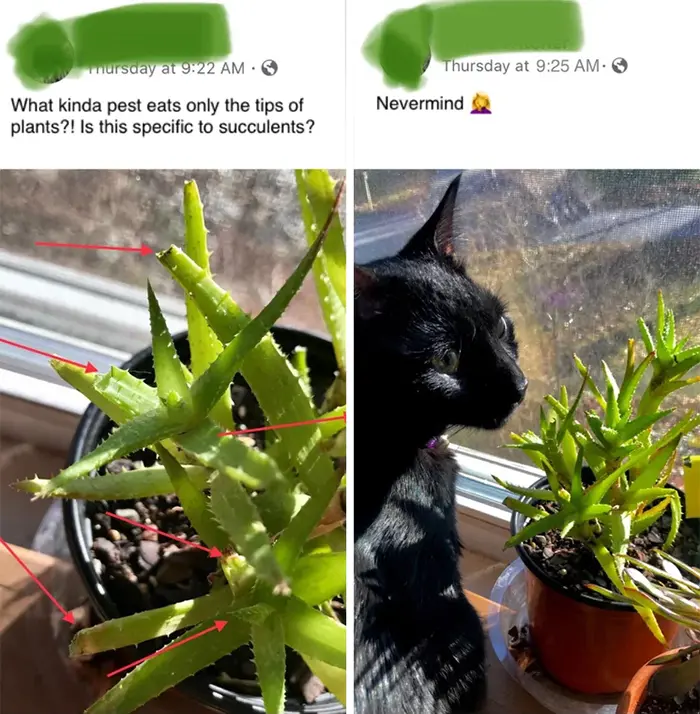 kitty eats succulent tips