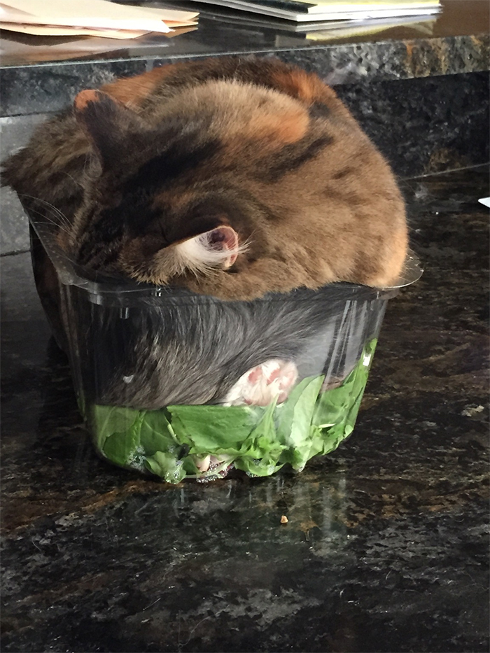 kitty falls asleep on salad