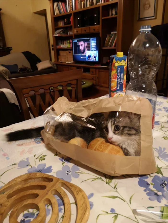 kitty fits inside paper bag