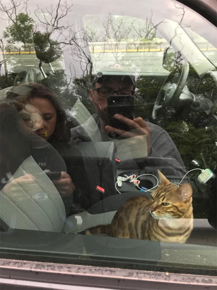 kitty locks couple out in car